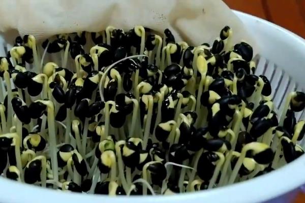 黑豆苗怎么生,黑豆苗长叶子了还能吃吗
