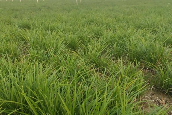 麦冬的种植技术与管理