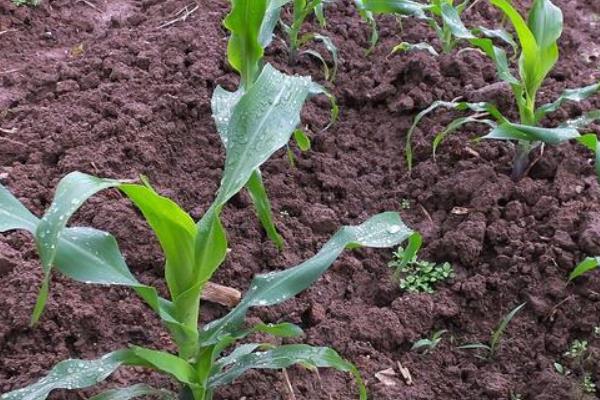 3月份可以种玉米吗，如何种植