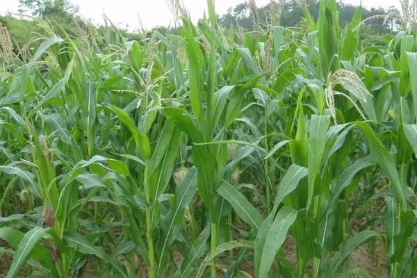 3月份可以种玉米吗，如何种植