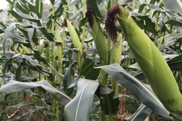 3月份可以种玉米吗，如何种植