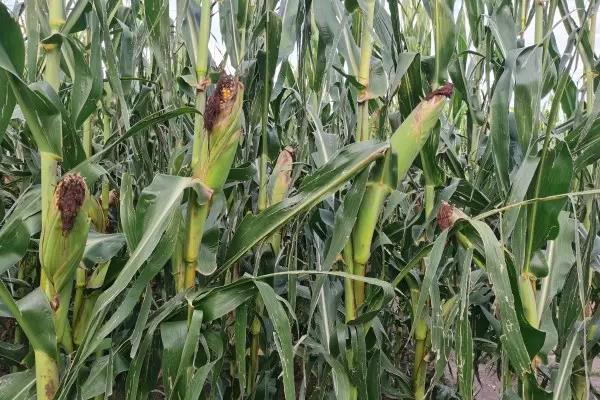 3月份可以种玉米吗，如何种植