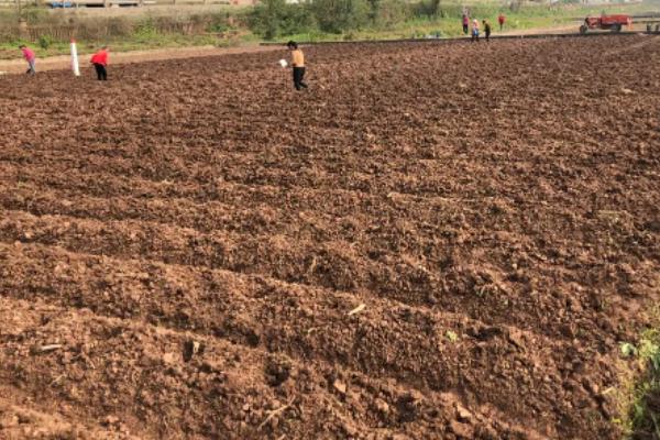 3月份可以种玉米吗，如何种植