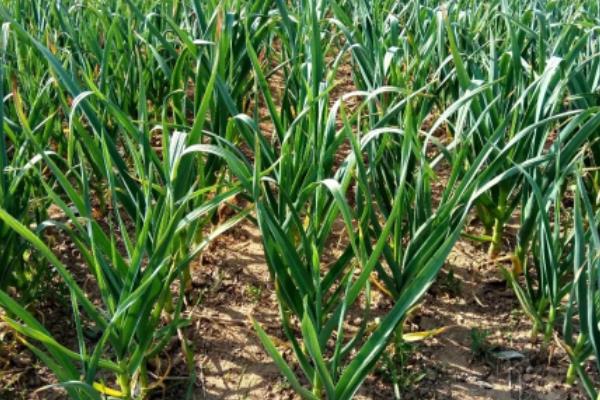 3月份能种大蒜吗，如何种植