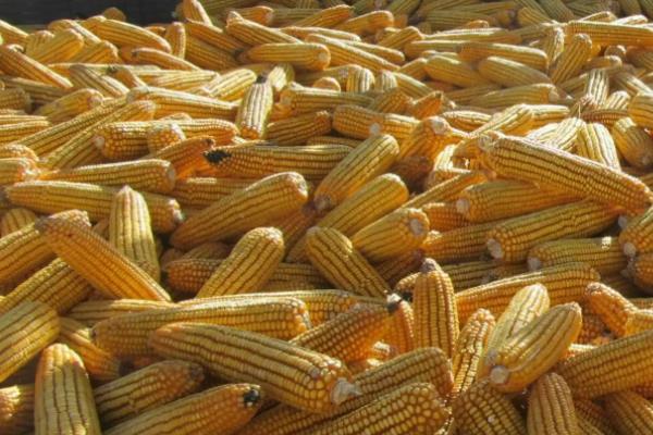 强盛399玉米品种介绍