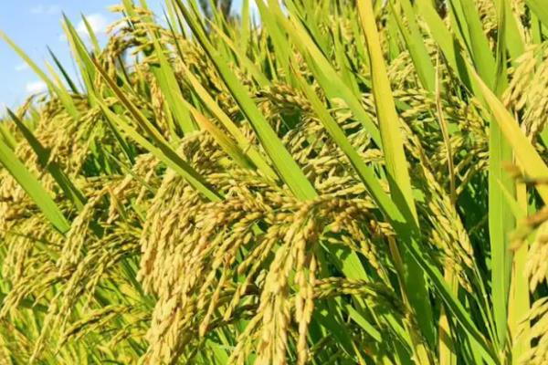 绿达181水稻品种介绍