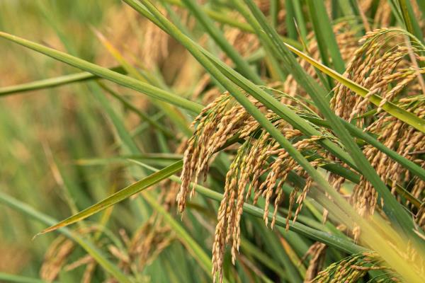 绿达181水稻品种介绍