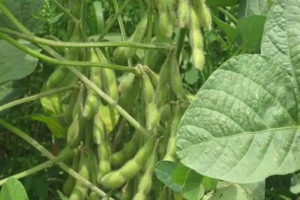 东生6号大豆品种介绍