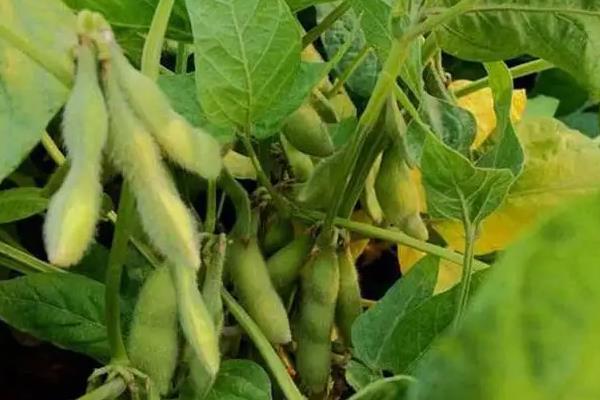 东生6号大豆品种介绍