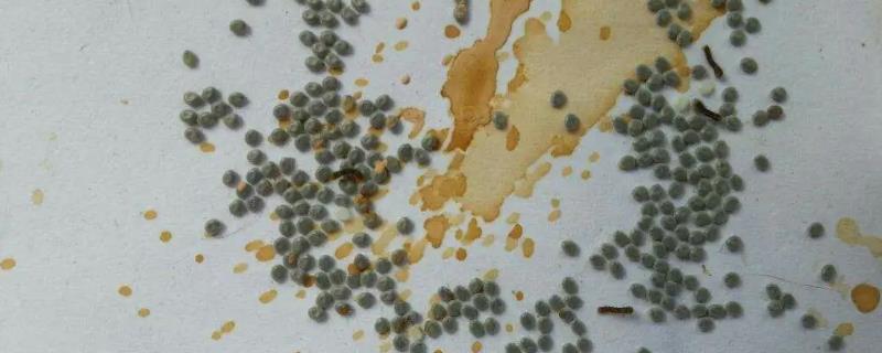 蚕蛋要孵多久才能变成蚕虫，蚕一生经历哪四个阶段