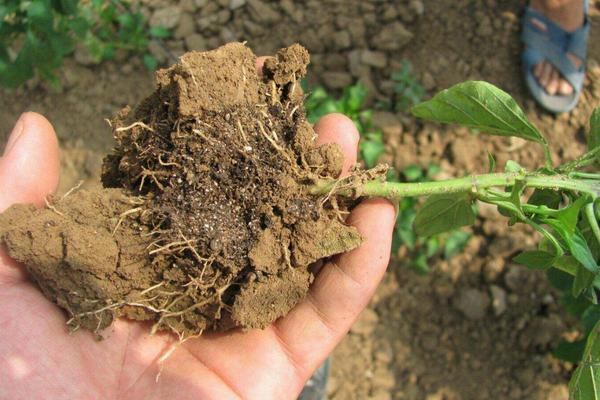 10l土等于多少斤,土壤板结如何快速改良