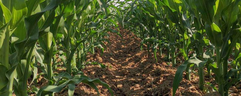 7-8叶期玉米有多高，玉米7叶到11叶如何管理