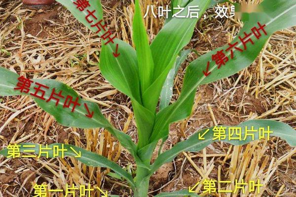 7-8叶期玉米有多高,玉米7叶到11叶如何管理