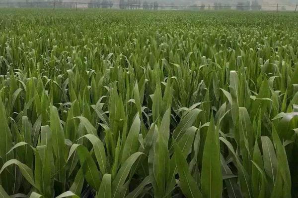 7-8叶期玉米有多高,玉米7叶到11叶如何管理