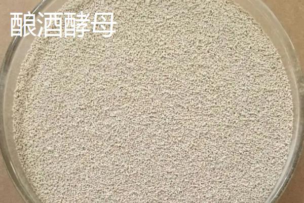 酿酒酵母的无性繁殖是，酿酒酵母和汉逊酵母的区别