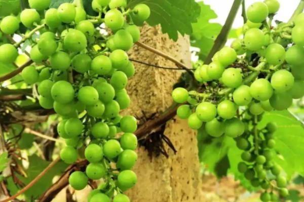 葡萄挂果后怎么管理,葡萄挂果后掉果怎么办