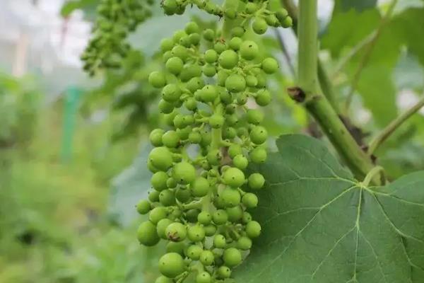 葡萄挂果后怎么管理,葡萄挂果后掉果怎么办