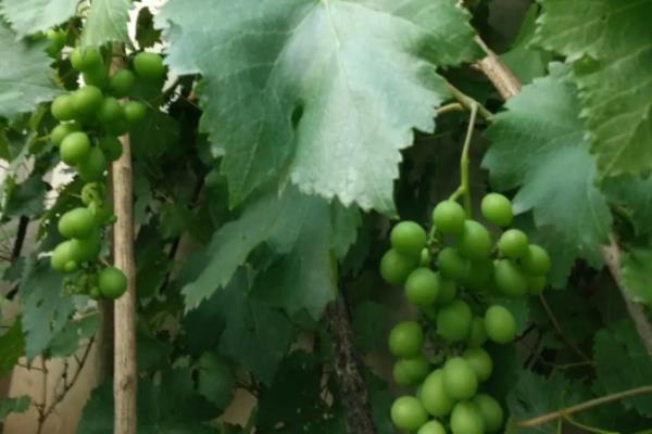 葡萄挂果后怎么管理,葡萄挂果后掉果怎么办