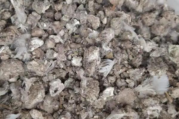 鸽子粪泡水能发酵吗，鸽子粪对人体有哪些危害