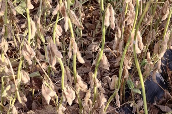 东升22大豆种子生长特性，适合哪里种植，产量如何