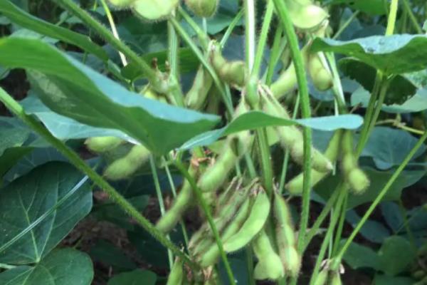 东升22大豆种子生长特性，适合哪里种植，产量如何