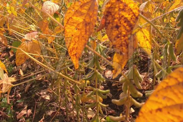 东升22大豆种子生长特性，适合哪里种植，产量如何