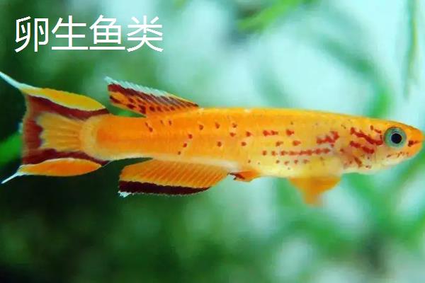 鱼繁殖后代的三种方式