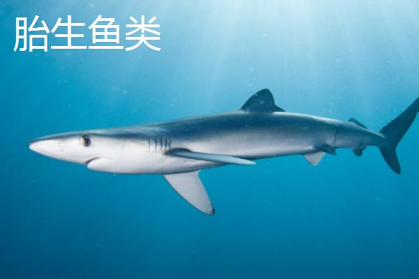 鱼繁殖后代的三种方式