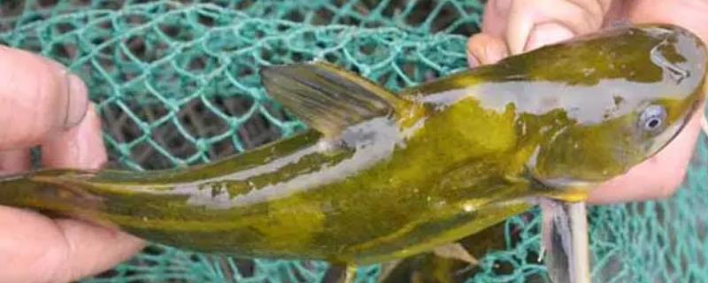 黄骨鱼繁殖快吗，如何繁殖