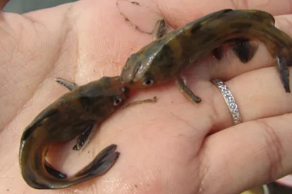 黄骨鱼繁殖快吗，如何繁殖