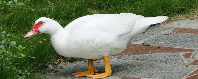 鸭子能飞多高，寿命有多长