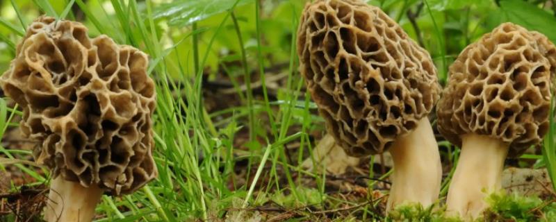 野生羊肚菌生长在什么地方，可以人工种植吗