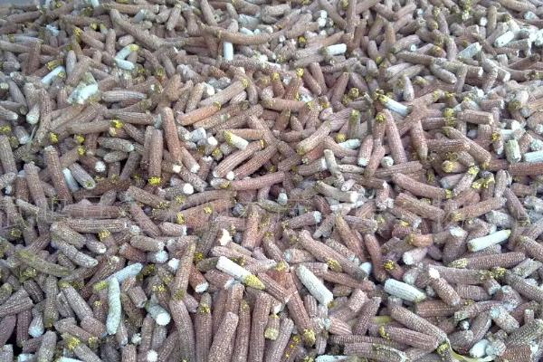 野生羊肚菌生长在什么地方，可以人工种植吗