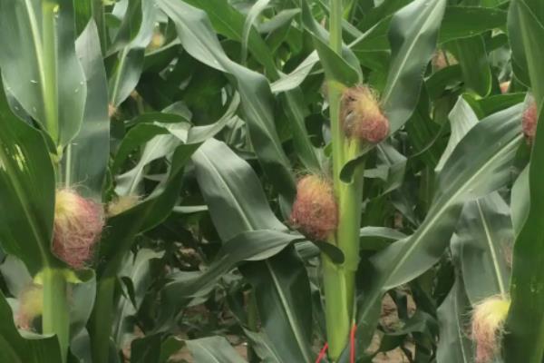 中科玉505与联创839哪个高产，附简介