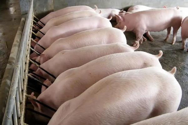 母猪有多少个奶，母猪产仔后如何饲喂