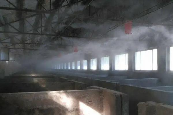 母猪有多少个奶，母猪产仔后如何饲喂