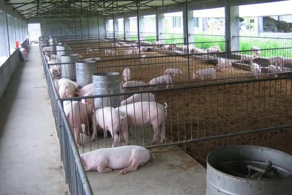 母猪有多少个奶，母猪产仔后如何饲喂