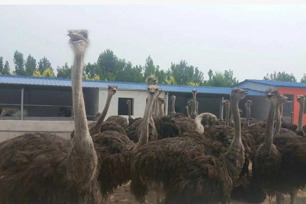 养殖鸵鸟需要注意什么，附养殖方法