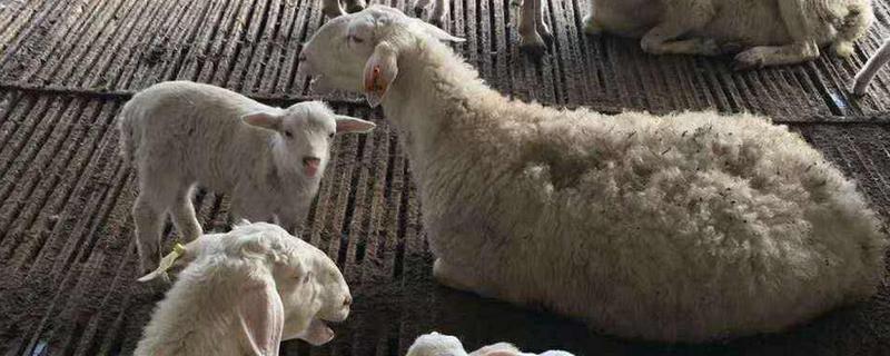 母羊产后没精神不吃食不反刍，是什么原因导致的，怎么处理