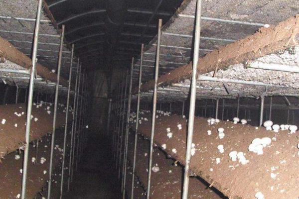 人工种植菌类技术