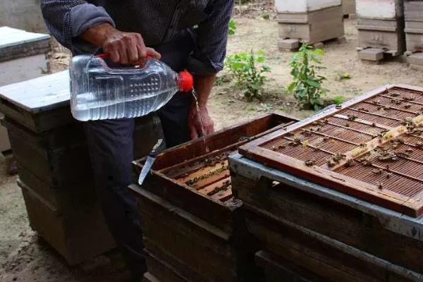 蜜蜂春繁的饲喂方法，蜜蜂春繁有哪些注意事项