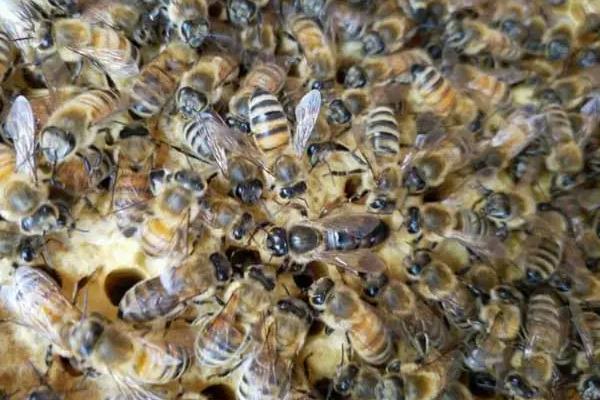 蜜蜂春繁的饲喂方法，蜜蜂春繁有哪些注意事项