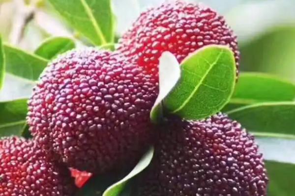 杨梅的生长习性,杨梅的品种有哪些