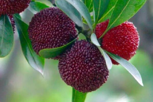 杨梅的生长习性,杨梅的品种有哪些