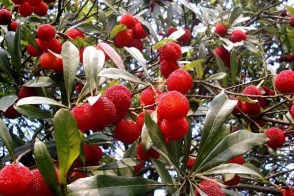 杨梅的生长习性,杨梅的品种有哪些