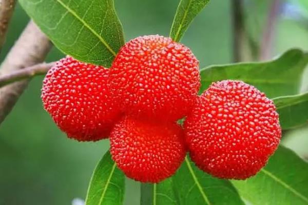 杨梅的生长习性,杨梅的品种有哪些