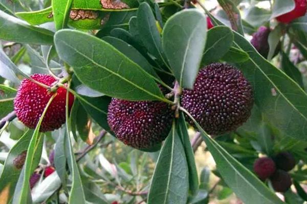 杨梅的生长习性,杨梅的品种有哪些