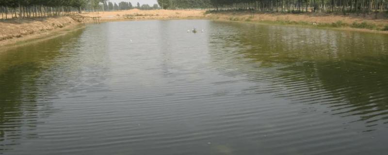 鱼塘浑浊的水变清的三种方法,鱼塘底部用水泥还是用土工膜好