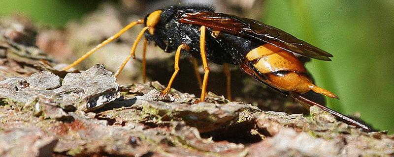 木蜂钻木头怎么办,木蜂的毒性强吗