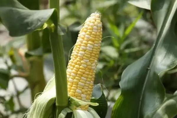 玉米生长过程,种玉米的方法和步骤